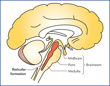 <p>CNS</p><p><span data-name="brain" data-type="emoji">🧠</span> Reticular Formation</p>