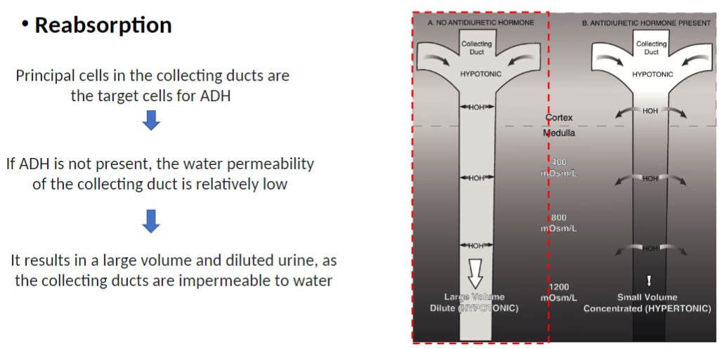 <p><strong>Target Cells</strong><br> <strong>Principal cells</strong> in <strong>collecting duct</strong> are <strong>target cells for ADH (antidiuretic hormone)</strong><br> <strong>ADH</strong> is hormone that <strong>controls water reabsorption in kidneys</strong></p><p><strong>Without ADH</strong><br> <strong>Water permeability</strong> of <strong>collecting duct</strong> is <strong>relatively low</strong> (water cannot easily pass through)</p><p><strong>Result</strong><br> Produces <strong>large volume of dilute urine</strong><br> Because <strong>collecting duct remains relatively impermeable to water</strong></p>