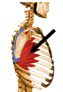 <p>What is the blue region supposed to be? is it an origin/insertion? and for what muscle?</p>
