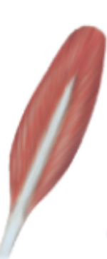 <p>bipennate</p>