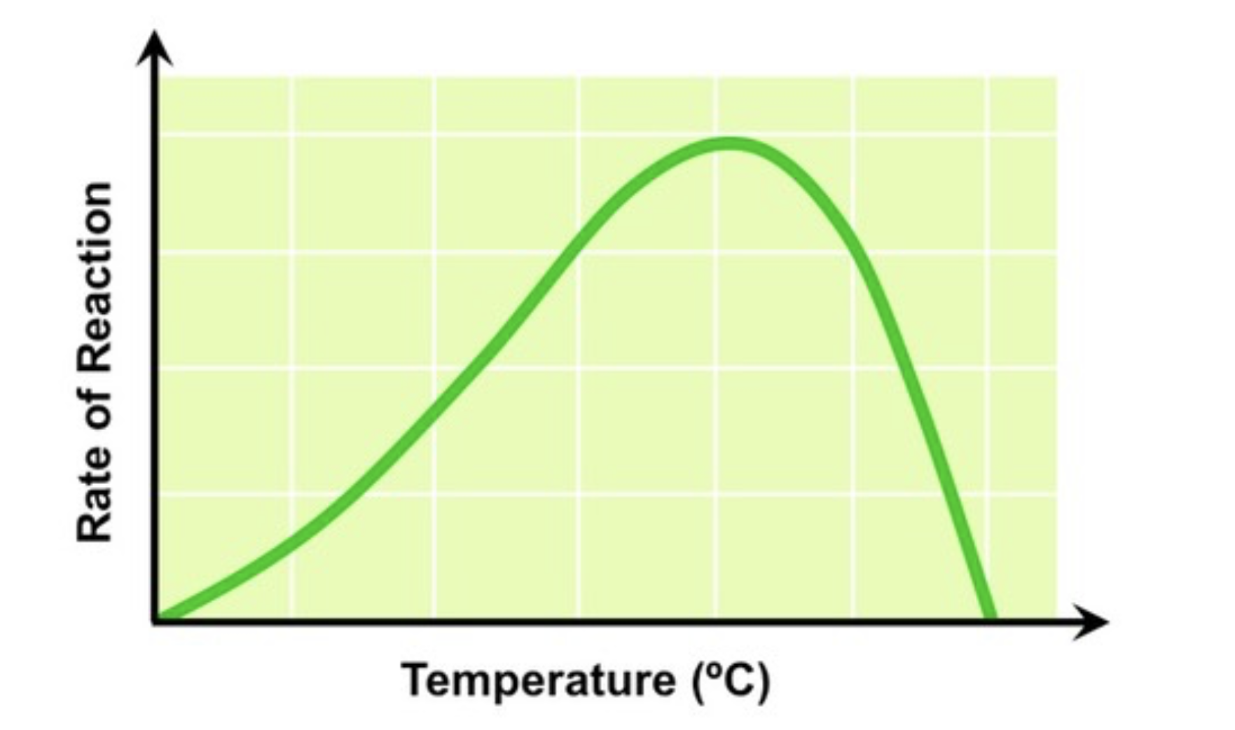 <ul><li><p>Photosynthesis is controlled by <strong>enzymes</strong>, which are sensitive to temperature fluctuations</p></li><li><p>As temperature increases <strong>reaction rate will increase, as reactants have greater kinetic energy and more collisions result</strong></p></li><li><p><strong>Above a certain temperature</strong> the rate of photosynthesis will decrease as essential enzymes begin to denature</p></li></ul><p></p>