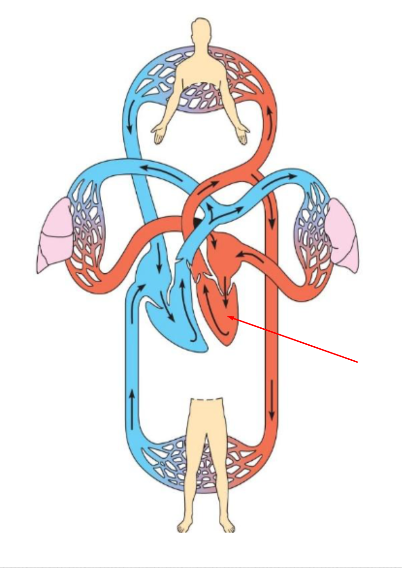 <p>identify and define</p>