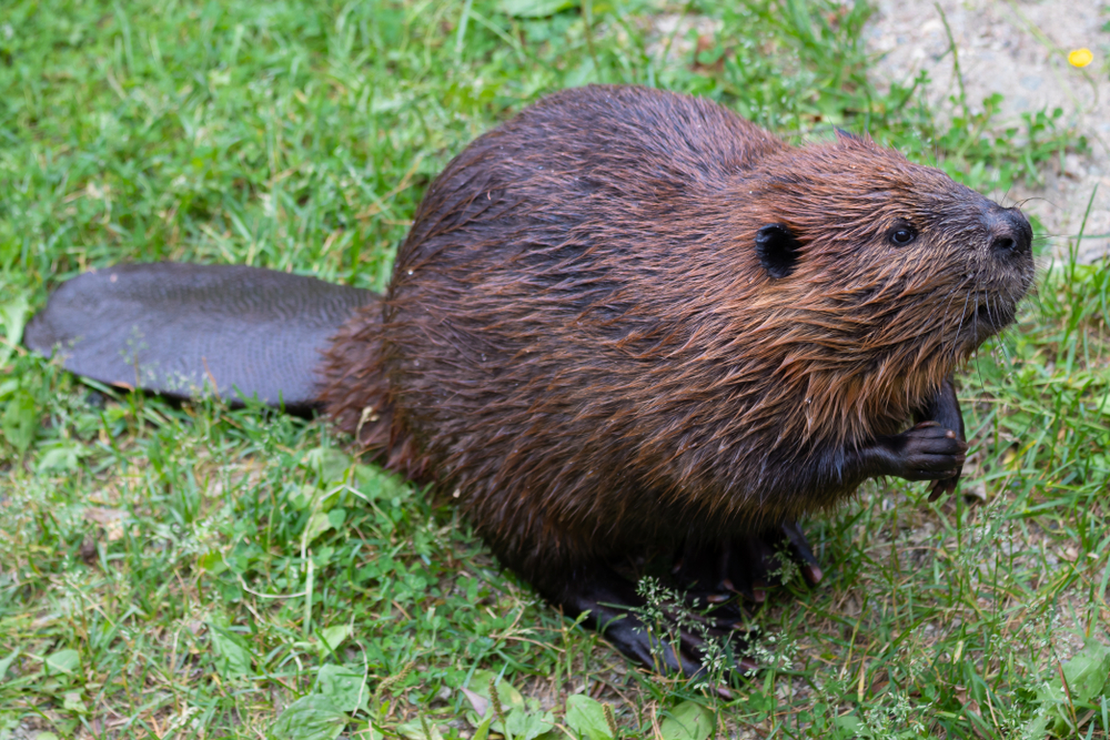 <p>North American Beaver </p>