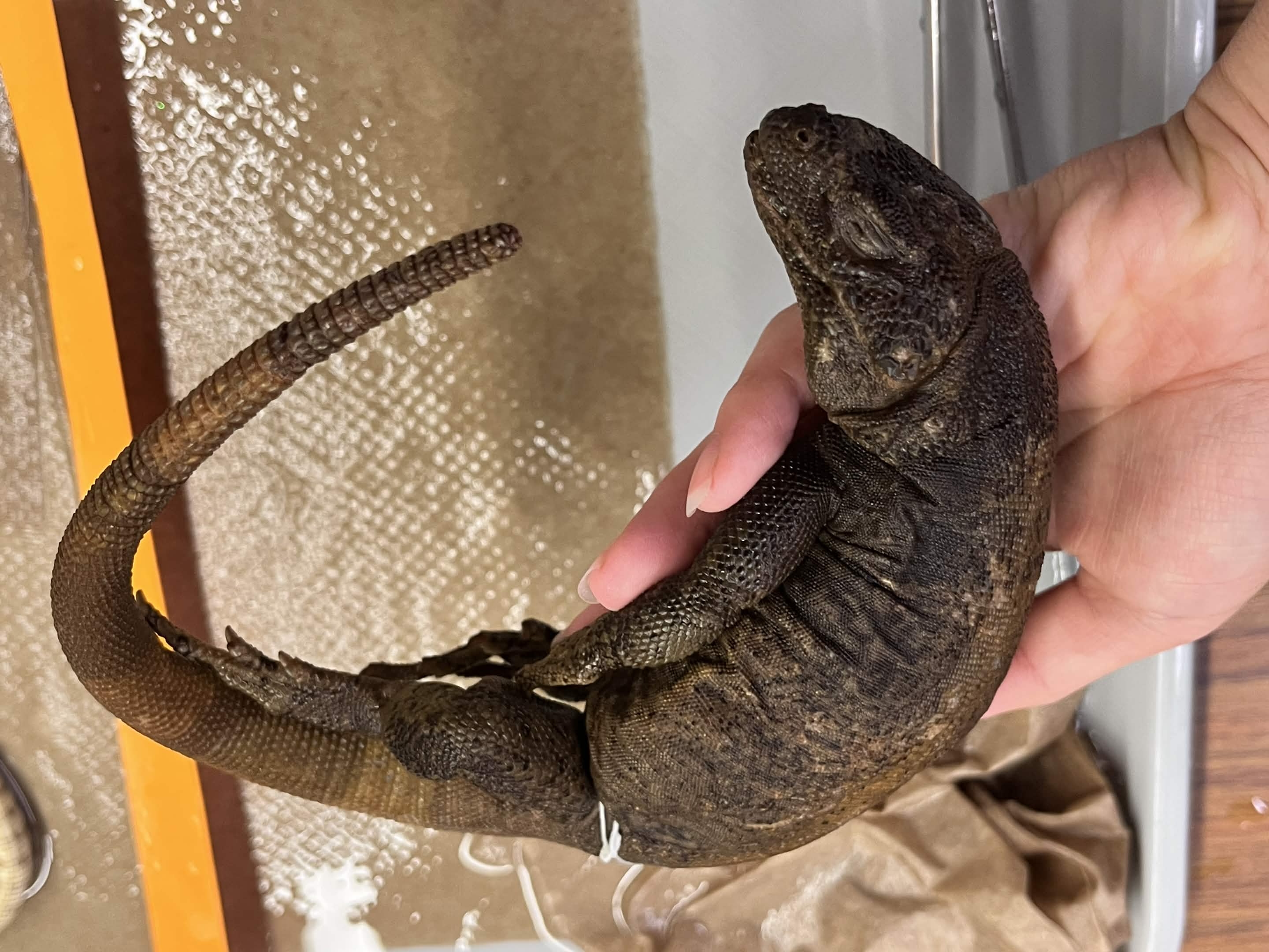 <p>Family + Species?</p><ul><li><p><strong>faint dorsal stripe</strong></p></li><li><p>Short blunt tail</p></li><li><p><strong>huge belly</strong></p></li></ul><p></p>