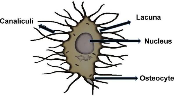 <p>Location: <span style="background-color: transparent;">inside mature bone tissue, specifically residing in small cavities called <strong>lacunae</strong> located between the layers of the hardened bone matrix&nbsp;</span></p><p>Function:<span style="background-color: transparent;"> Mature bone cells in lacunae that no longer divide</span></p><p><span style="background-color: transparent;">– Maintain bone matrix and act as stress or strain sensors</span></p><p><span data-name="black_small_square" data-type="emoji">▪</span><span style="background-color: transparent;">Respond to mechanical stimuli such as increased force on bone or weightlessness</span></p><p><span data-name="black_small_square" data-type="emoji">▪</span><span style="background-color: transparent;">Communicate information to osteoblasts and osteoclasts (cells that destroy bone) so bone remodeling can occur</span><br></p>