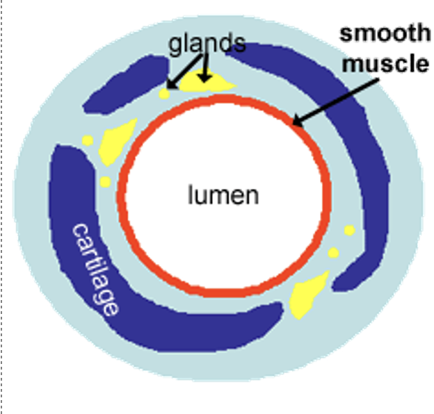 <p>Lower end of the trachea, it divides into 2 tubes called the bronchi</p><p>The right bronchus enters the right lung</p><p>The left bronchus enters the left lung</p><p>Contain:</p><ul><li><p>Cartilage for structural support</p></li><li><p>Ciliated epithelium</p></li><li><p>Mucus-producing goblet cells</p></li></ul><p></p>