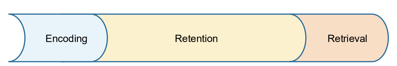 <ol><li><p>Encoding: </p><ul><li><p>acquiring info &amp; transforming it into memory</p></li><li><p>where sensory memory is living </p></li></ul></li><li><p>Retention: </p><ul><li><p>period of time between encoding &amp; retrieval</p></li><li><p>storing in the mind </p></li><li><p>where memory lives most of its life</p></li></ul></li><li><p>Retrieval: </p><ul><li><p>recalling or recognizing retained info encoded previously</p></li><li><p>when need info</p></li><li><p>act goes back into working memory</p></li></ul></li></ol><p></p>