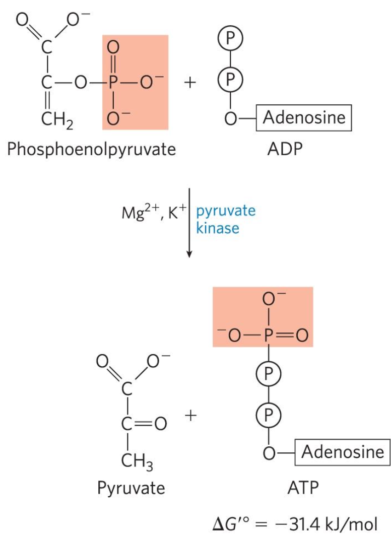 <p>Tenth reaction: Phosphenolpyruvate (PEP) + ADP → Pyruvate + ATP</p><ul><li><p>Pyruvate kinase catalyzes the transfer</p></li><li><p>Substrate level phosphorylation</p></li></ul><p></p>