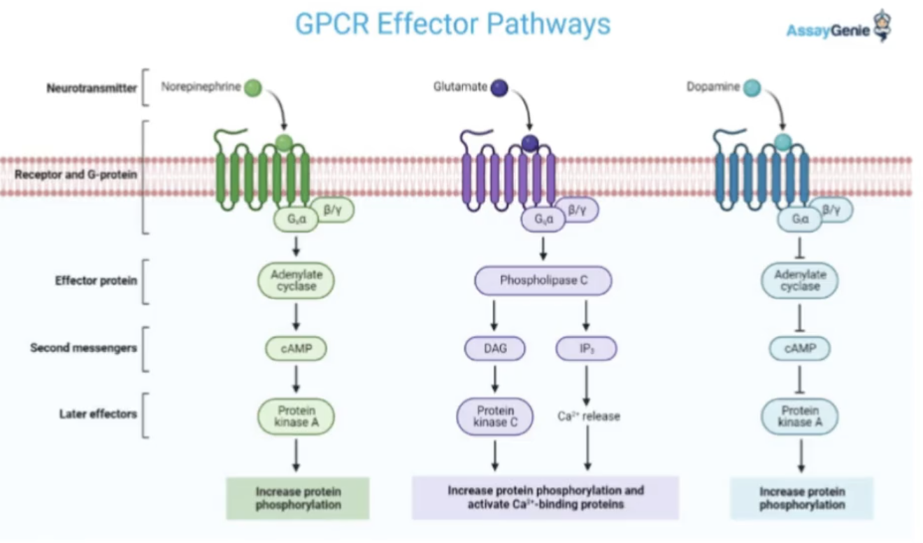 <p>GPCR Effector Pathways</p><ul><li><p>NT will bind to a ______ receptor → activate the receptor (aka __ ___) → target the ____ protein → target a ____ messenger → target later effector proteins → cellular response</p></li></ul><p></p>