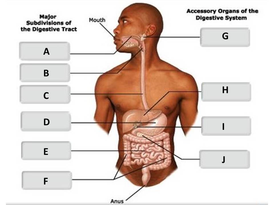 <p>Identify the digestive system structure labeled "H".</p><p> </p><p>stomach</p><p> </p><p>liver</p><p> </p><p>gallbladder</p><p> </p><p>pancreas</p>