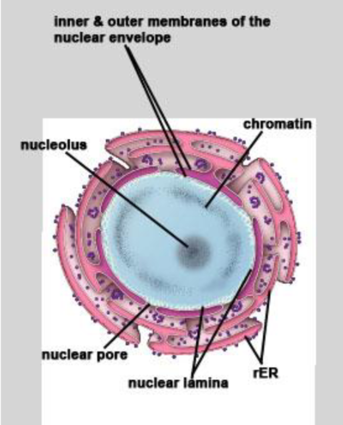 <p>Sketch the nucleus</p><p>Three major components of nucleus are</p>