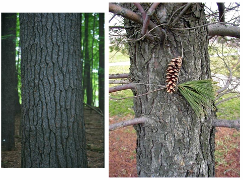 <p>white pine</p>