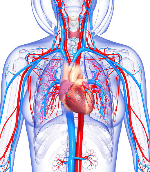 <p>= cardiovascular system</p>
