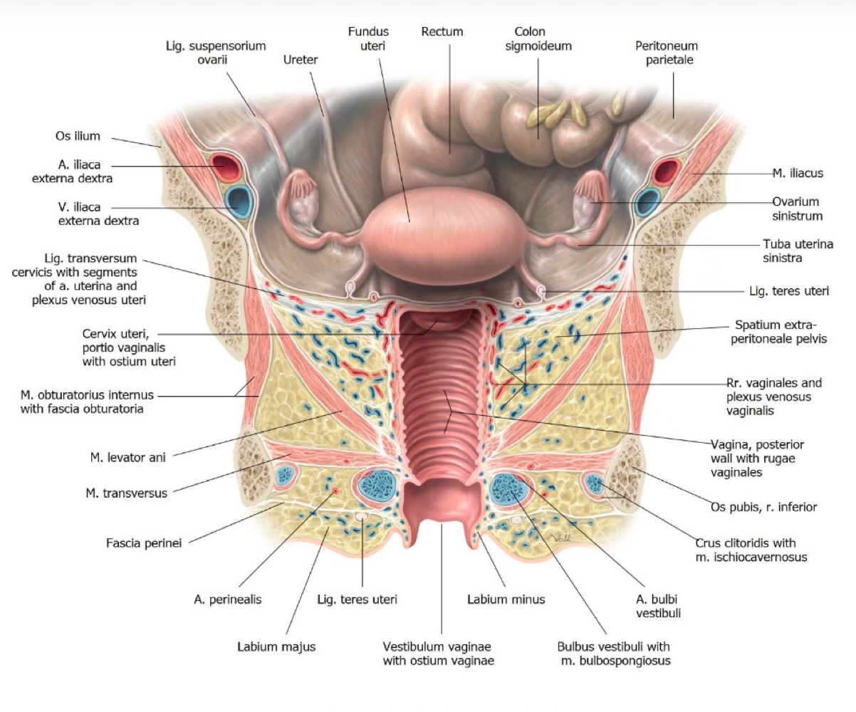 <ul><li><p>Storage of egg cells </p></li><li><p>Connected to uterus via the Fallopian Tubes </p></li></ul><p></p>