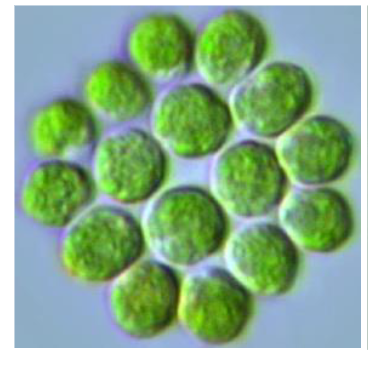 <p>archaeplastida, chlorophyta (green algae)</p><p>motile flat colony- 16 cells</p>