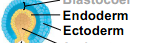 <p>Ectoderm </p>