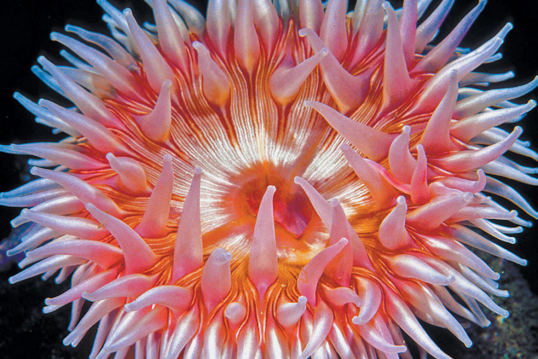 <p>class anthozoa</p>
