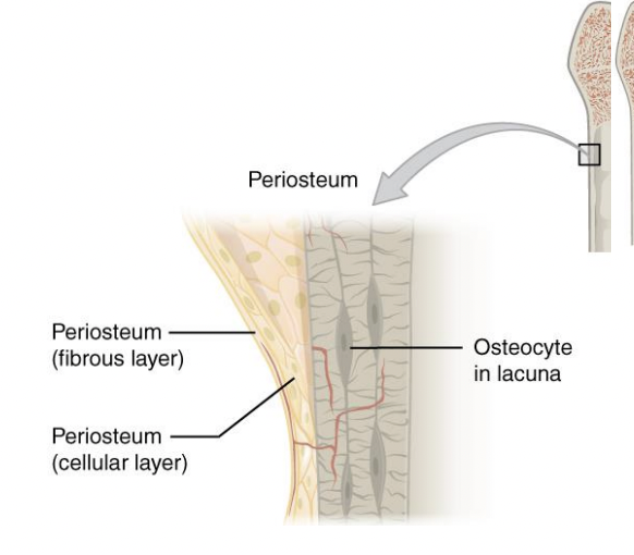 <p>→ dense outer layer, smooth and solid</p><p>→osteocytes are in concentric layers around a Haversian canal(located in osteon)</p><p>→ lamella in concentric layers</p><p>→ bears weight</p><p>→ lamellaeL hollo tubes of bone matrix </p><p>collagen fibers in adjacent rings run in different directions (withstands stress)</p><p></p><p>hyaline cartilage cover articular surfaces</p>