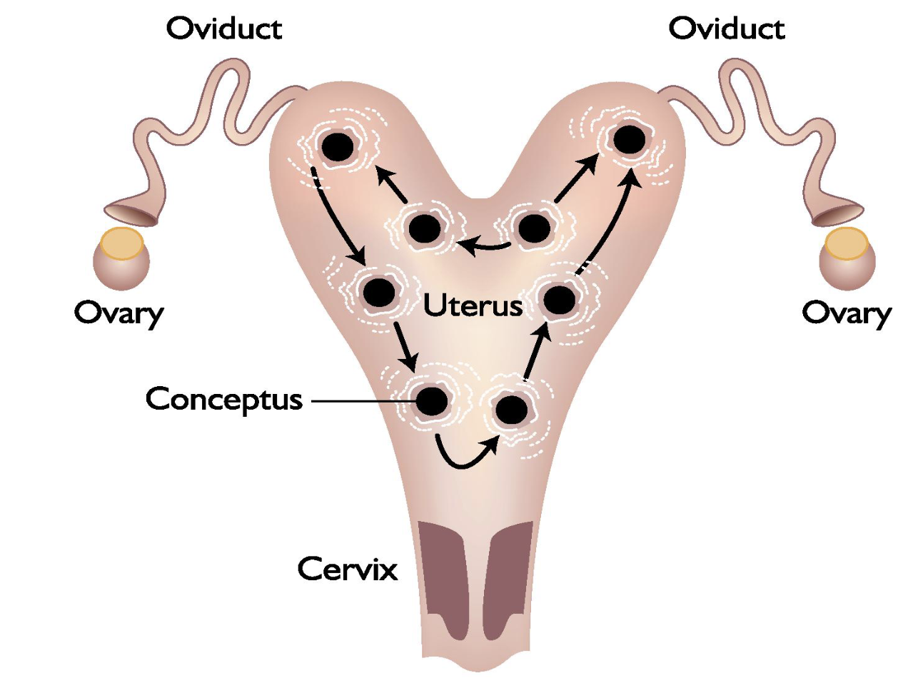 <ul><li><p>No elongation of preimplantation conceptus </p></li><li><p>between day 9-16 of pregnancy conceptus secretes PGF2alpha and PGE2, induces local myometrial contractions and extended mobility of conceptus in uterus </p></li><li><p>endometrial pulsatility secretion of PGF2alpha is attenuated (reduced), blocking luteolysis </p></li></ul><p>If limit movement of embryo luteolysis will happen must move around - movement is sugnal to mother to tell her she is pregnant </p><p>Glycoprotein capsule surround it </p><ul><li><p>Around d16 conceptus stops moving and fixed in place because lumen tighter and conceptus bigger so cant move anymore  </p></li></ul><p></p>