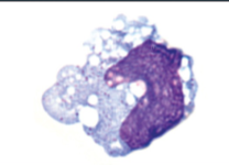 <p>Identify this immune cell</p>