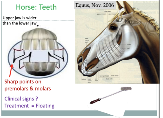 <ol><li><p>Eastern and Western Equine Encephalomyelitis (EEE/WEE)</p></li><li><p>Tetanus</p></li><li><p>West Nile Virus (WNV)</p></li><li><p>Rabies</p></li></ol><p></p>