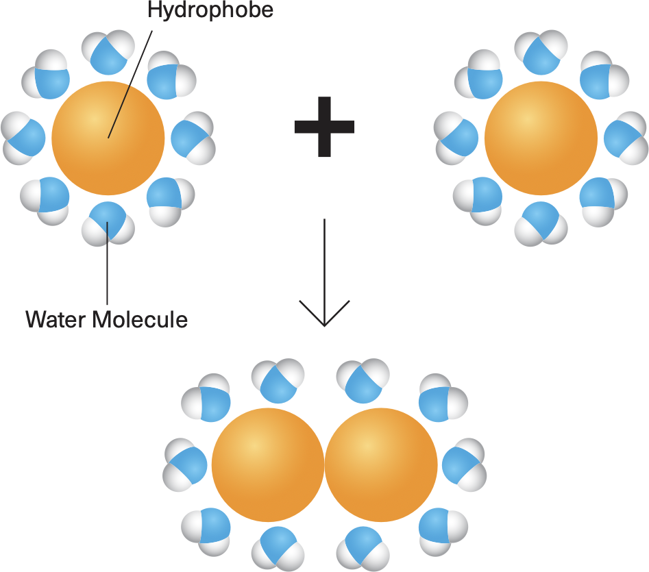 <p>Hydrophobic Interaction</p>