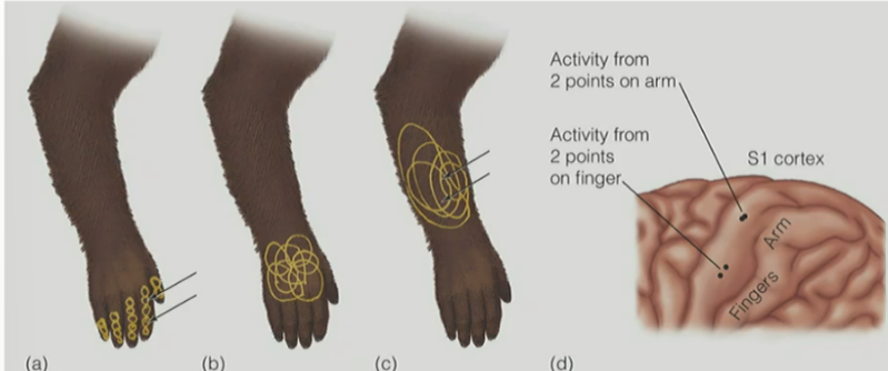 <p><u>for tactile (spatial) acuity</u></p><p>explain picture</p><p>_</p><p>why is overlap of RFs crucial for perceptual system?</p><ul><li><p>overall, want …</p></li></ul><p></p>