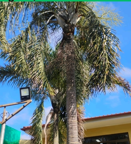 <p>Eucalyptus camaldulensis; Myrtaceae; Angiosperma</p>