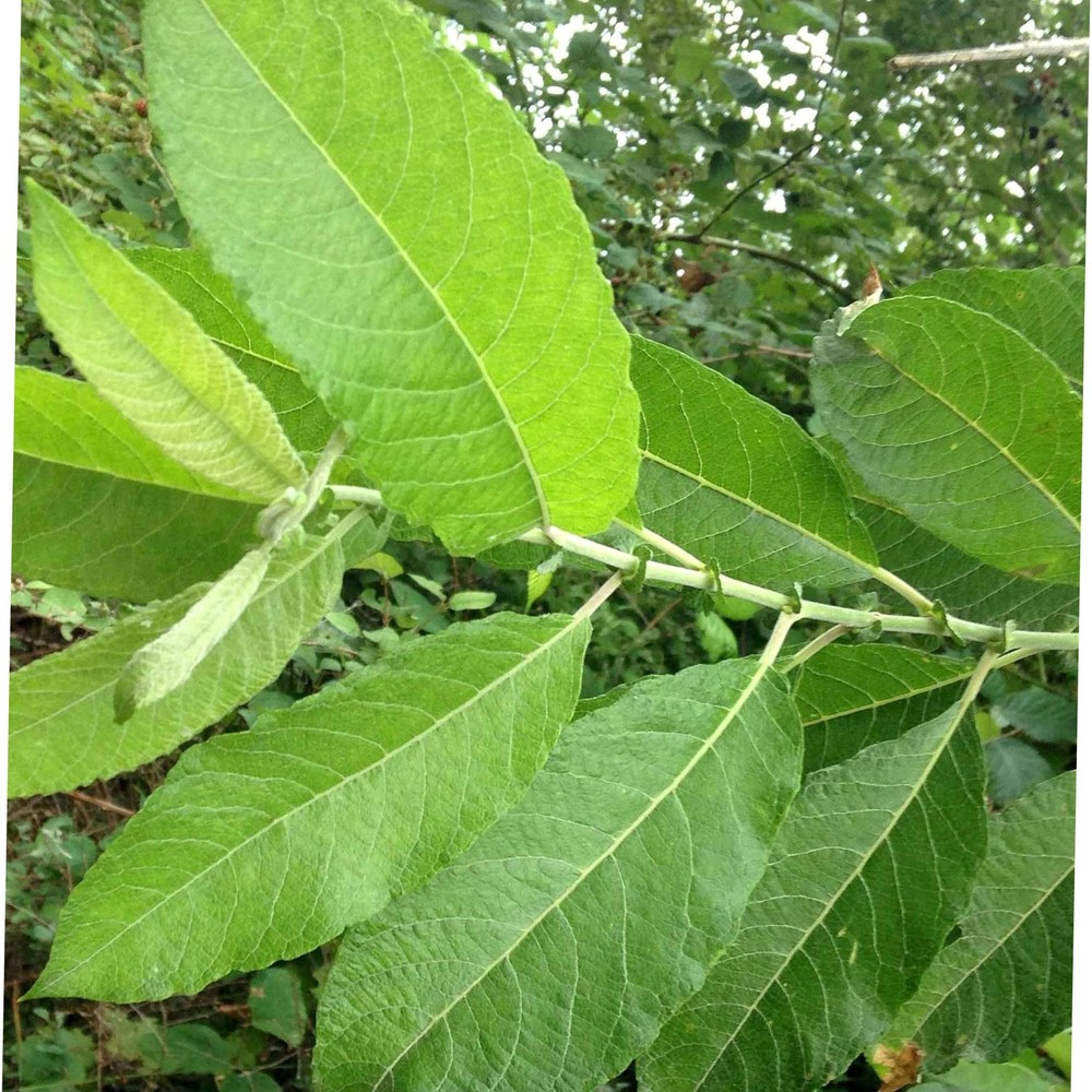 <p>Twigs densely velvety, brittle at base, lower side satiny with short hairs pressed flat, not glaucous (blue/green waxy), flowers appear before or with the leaves, on short leafy shoots</p>