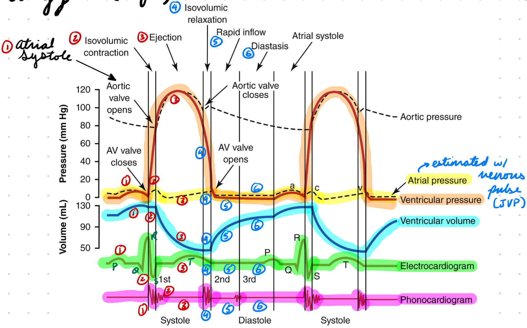 <p>a wave: Atrial contraction = Increase pressure</p><ul><li><p>Left > Right</p></li></ul><p>c wave: Ventricular contraction = Increase pressure pushing into atria</p><ul><li><p>Blood back flow + AV valve bulging into atria</p></li></ul><p>v wave: Venous blood → Atria</p><ul><li><p>Closed AV valves</p></li><li><p>End of ventricular contraction</p></li><li><p>AV valves open = Atrial blood → Ventricle = v wave ends</p></li></ul><p></p>