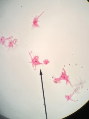 <p>structure involved in phagocytosis</p>