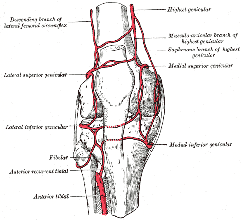 <p>5 genicular branches (lateral superior and inferior, medial superior and inferior, and middle) of popliteal artery supply capsule and ligaments of knee joint; like a highway around the knee</p>