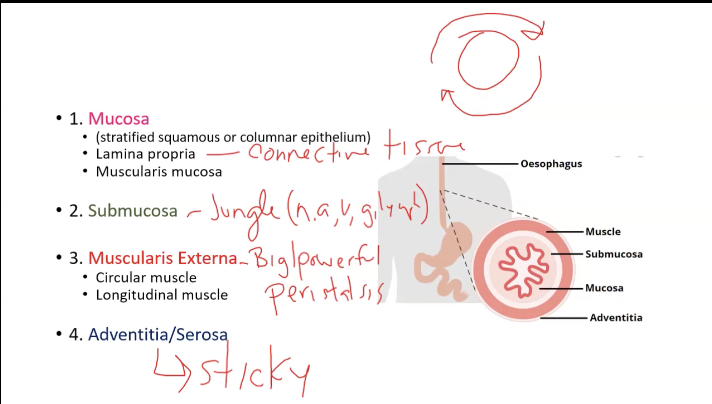 <p>1. Mucosa</p><ul><li><p>Stratified squamous or columnar epithelium</p></li><li><p>Lamina propria (just connective tissue)</p></li><li><p>Muscularis mucosa</p></li></ul><p>2. Submucosa</p><ul><li><p>Jungle (has nerves, arteries, veins, glands, etc)</p></li></ul><p>3. Muscularis externa</p><ul><li><p>Function is <strong>peristalsis</strong>: to move food</p></li><li><p>Circular muscle (inner layer)</p></li><li><p>Longitudinal muscle (outer layer)</p></li></ul><ol start="4"><li><p>Adventitia or serosa</p></li></ol><p>• Adventitia: Sticky, allows organ to stick to other structures</p><p>- Serosa: Produces serous fluid to reduce friction with other organs</p><p></p>