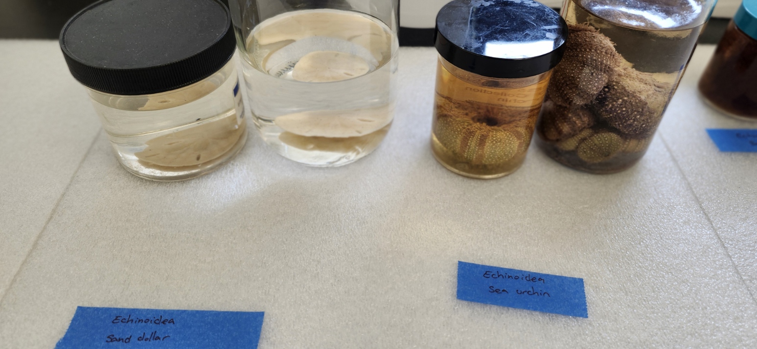<p>What is the phylum and class of the organism? What is the common name?</p>