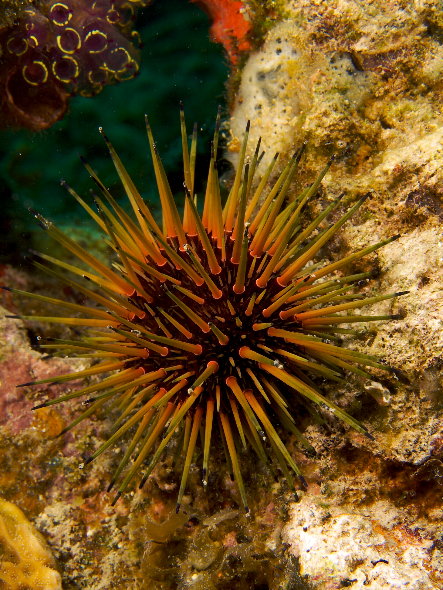 <p>Reef urchin/Rock Boring Urchin</p>