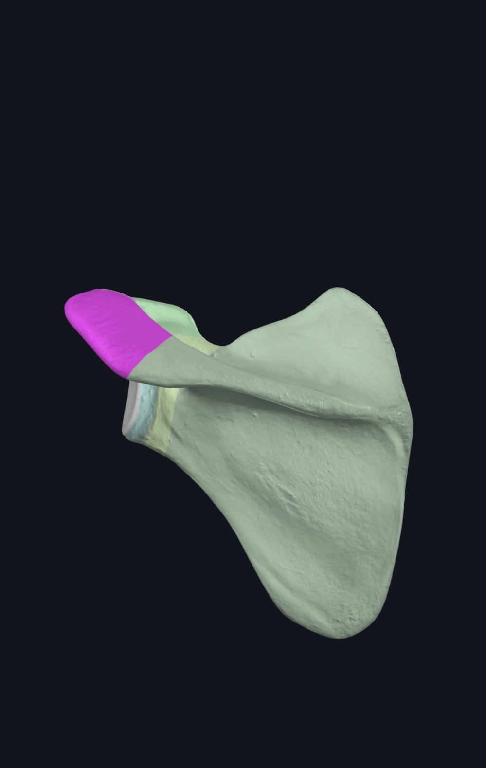 <p>Acromion process</p>