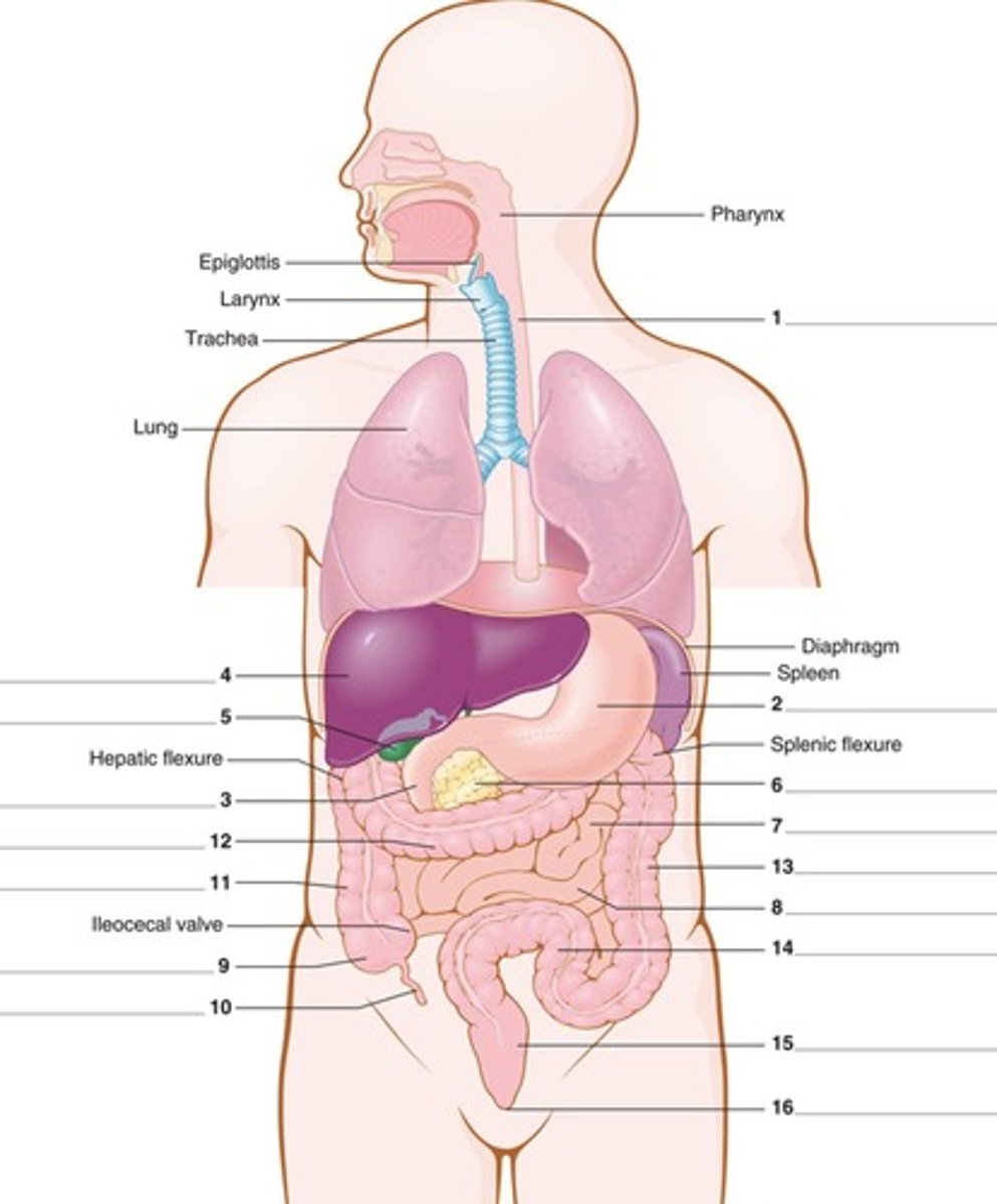 <p>Necessary for calcium absorption through the lining of the small intestine into the bloodstream.</p>