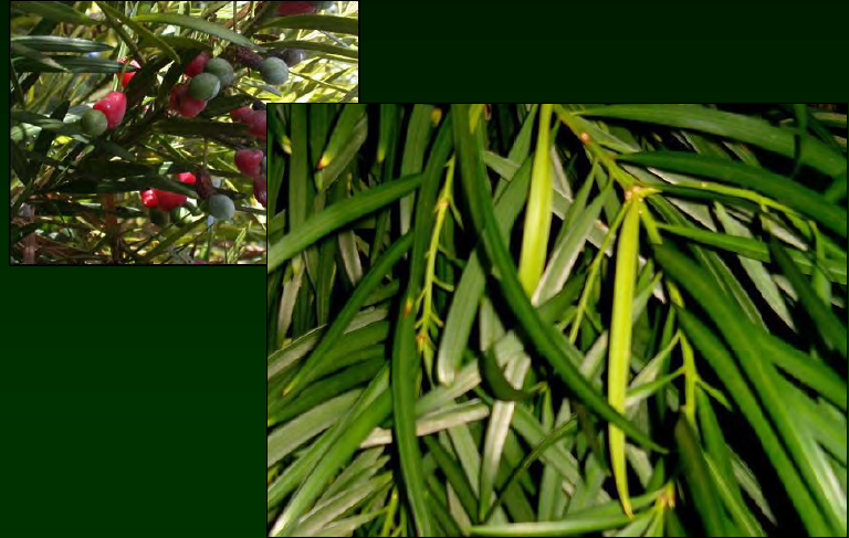 <p>•</p><p>Podocarpaceae</p><p>•</p><p>Native to Japan and China</p><p>•</p><p>Key Characters:</p><p>•</p><p>Opposite/sub-opposite leaves</p><p>•</p><p>Red, fleshy seeds</p><p>•</p><p>Stiff, narrow leaves</p>