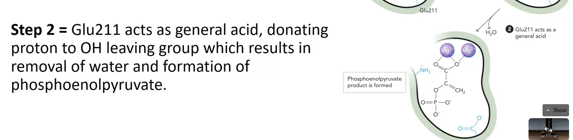 <p>glu211 acts as general acid, donates H to oh leaving group → -h20 → forms phosphoenolpyruvate</p>