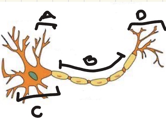 <p>what is A on this neural cell?</p>