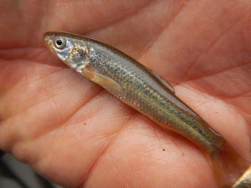 <p>Slender, soft-bodied minnow with tiny subterminal mouth and faint markings; weak-featured drift-water form.</p>