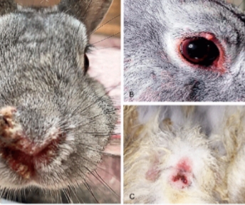 <p>Another name for Venereal Spirochetosis</p>