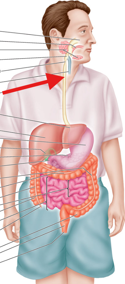 <p>Muscular tube that extends between the pharynx and stomach</p>