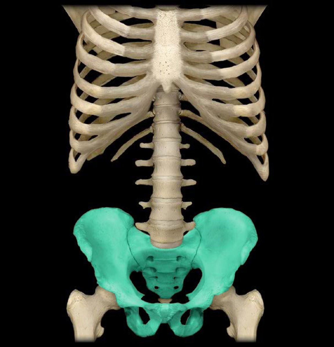 <p>What is the pelvic girdle? what does it connect to? </p>