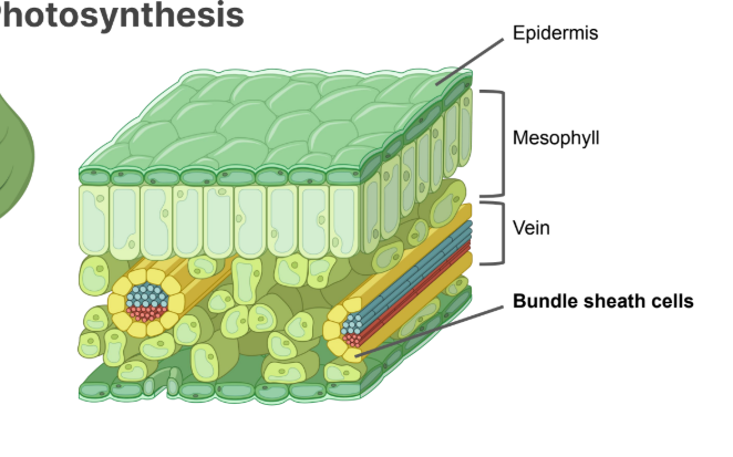 <p>Bundle Sheath cells and mesophylls</p>