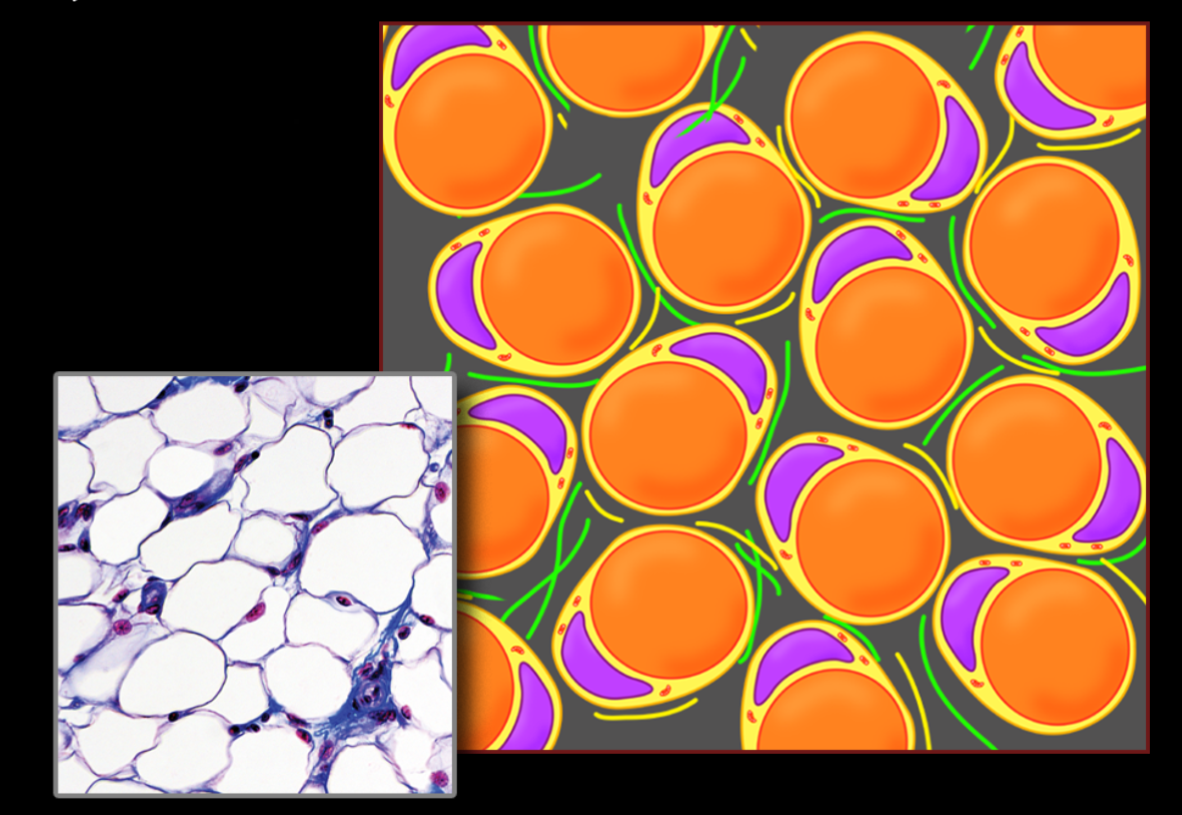 <p>Adipose Tissue</p>