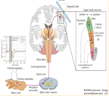 <ul><li><p><span>used to externally stimulate&nbsp;the brain</span></p></li><li><p><span>magnetic field is delivered&nbsp;to a coil</span></p></li><li><p><span>initially&nbsp;used in clinical&nbsp;practice, but is becoming a prominent tool in neuroscience research</span></p></li><li><p><span>Transcranial Magnetic Stimulation (TMS) is a non-invasive procedure that uses magnetic fields to stimulate nerve cells in the brain.&nbsp;</span></p></li><li><p><span>It is most commonly used to treat depression when other treatments haven’t been effective, but it is also a vital tool in cognitive neuroscience research.</span></p></li></ul><p></p>