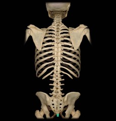 <p>Vertebral Column</p>