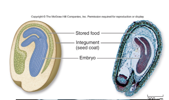 <p>Adaptations to terrestrial life: Function of Seeds</p>