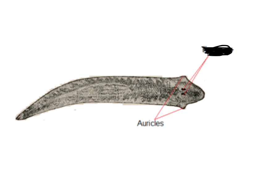 <p>What is the black labeled spot? What phylum and class?</p>